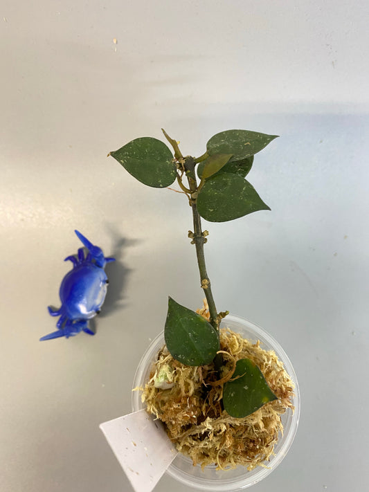 Hoya krohniana black -  active growth