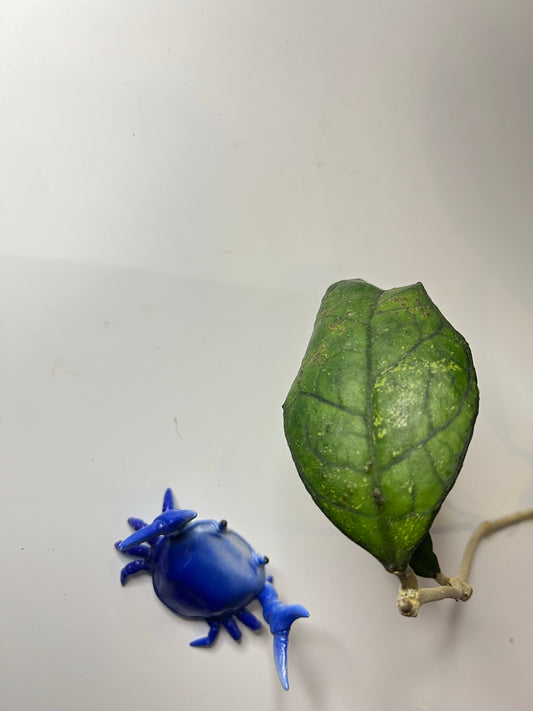 Hoya EPC 1001 (finlaysonii x meredithii) - unrooted