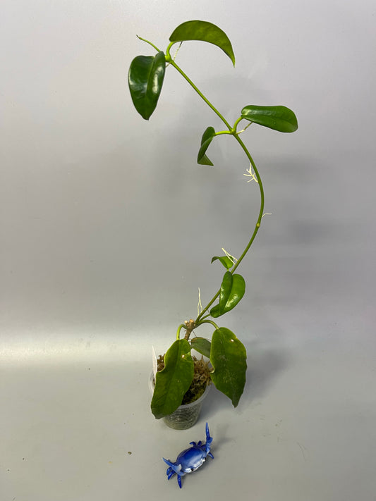 Hoya kaimuki (H macgillivrayi X H archboldiana) - active growth