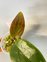 Hoya surigaoensis with new growth