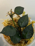 Hoya krohniana black - with roots