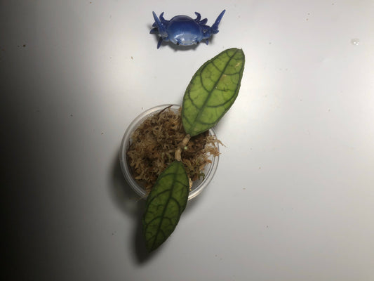 Hoya finlaysonii UT-073