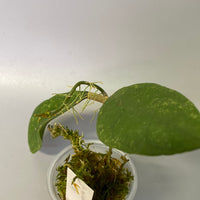 Hoya perak teddy bear / peninsularis - has some roots