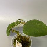 Hoya perak teddy bear / peninsularis - has some roots