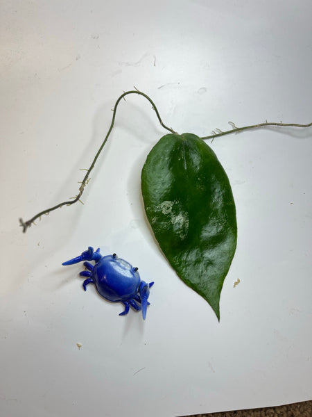 Hoya caudata big green leaf - fresh cut - unrooted