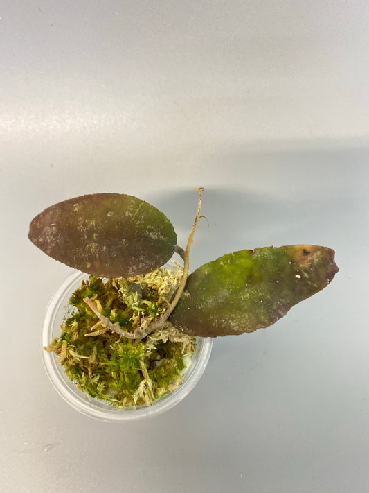 Hoya caudata Sumatra - Has roots