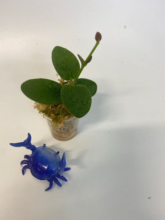 Hoya cumingiana - active growth