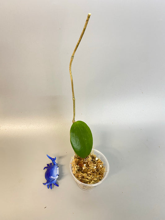 Hoya dr ibok - unrooted