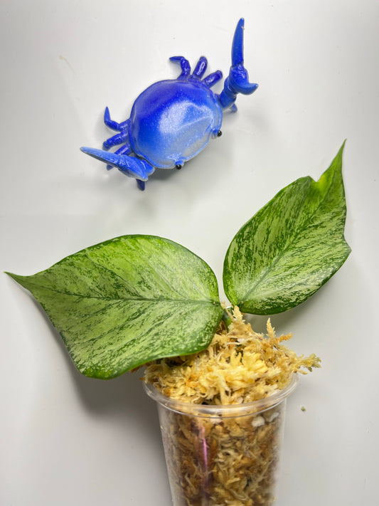 Hoya polyneura broget - Unrooted