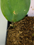 Hoya fitchii - yellow - active growth