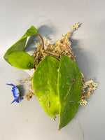 Hoya sweet scent - rooted