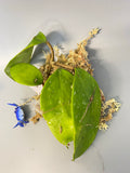 Hoya sweet scent - rooted