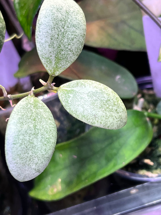 Hoya ets-10 - fresh cut - Unrooted