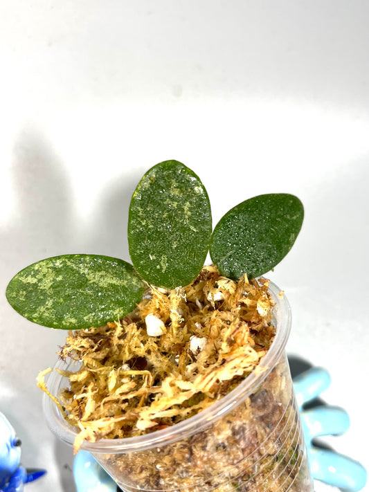 Hoya thomsonii splash - Unrooted