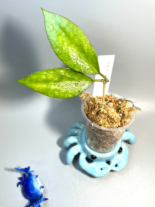 Hoya tequila sunrise - unrooted