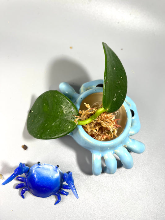 Hoya Ah-014 - unrooted