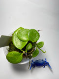 Hoya brevialata splash -  active growth