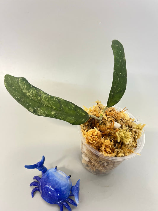 Hoya corneri - Unrooted