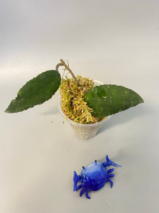 Hoya caudata Sumatra with roots