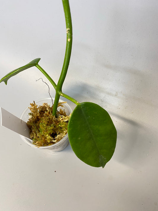 Hoya cv ruthie - active growth