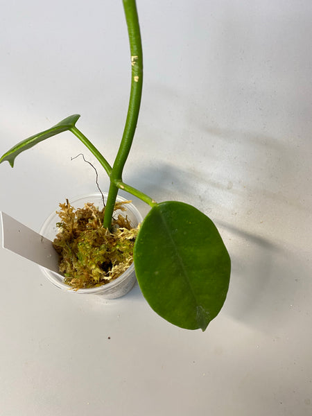 Hoya cv ruthie - active growth