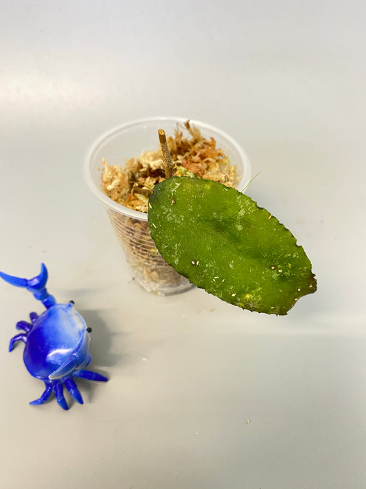 Hoya caudata Sumatra - unrooted