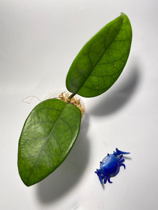 Hoya motoskei - unrooted