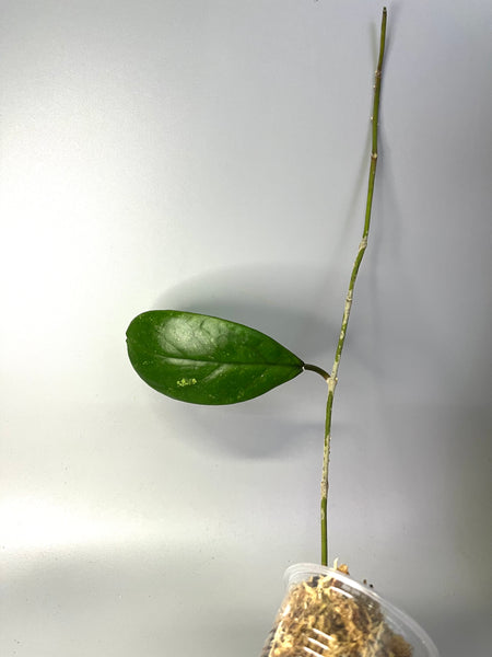 Hoya rb dick - EPC 196 - Unrooted