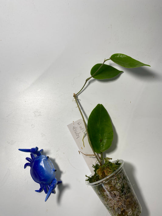 Hoya inflata - active growth