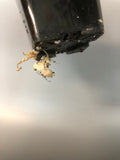 Hoya kaimuki - active growth