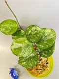 Hoya carnosa freckles splash - starting to root