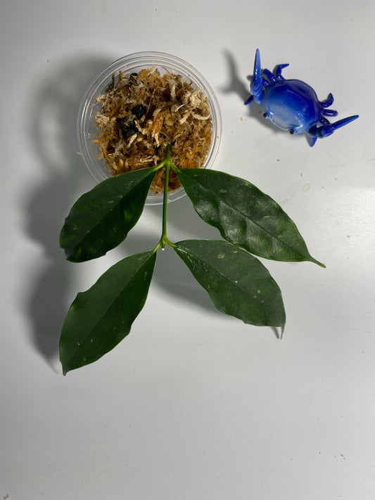 Reserved for Mildred - Hoya cystiantha - Unrooted