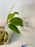 Hoya persicina - new growth