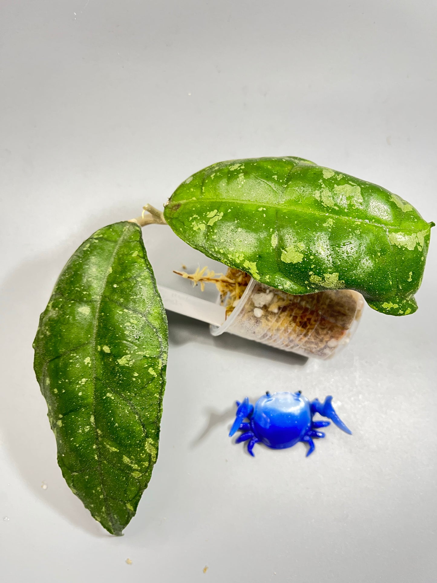 Hoya sp perak Malaysia with splash - Unrooted