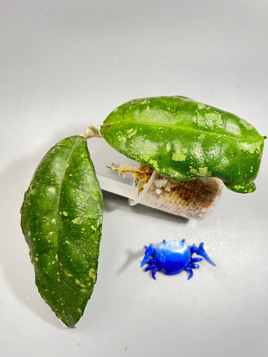 Hoya sp perak Malaysia with splash - Unrooted