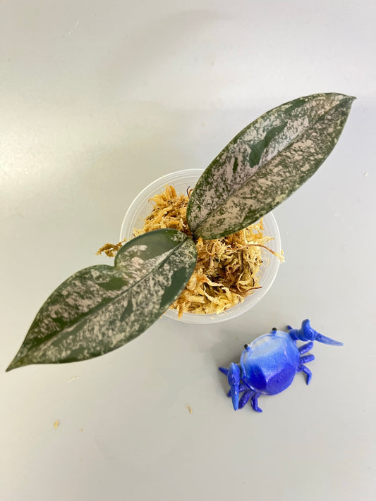 Hoya carnosa Wilbur graves Thailand  - fresh cutting