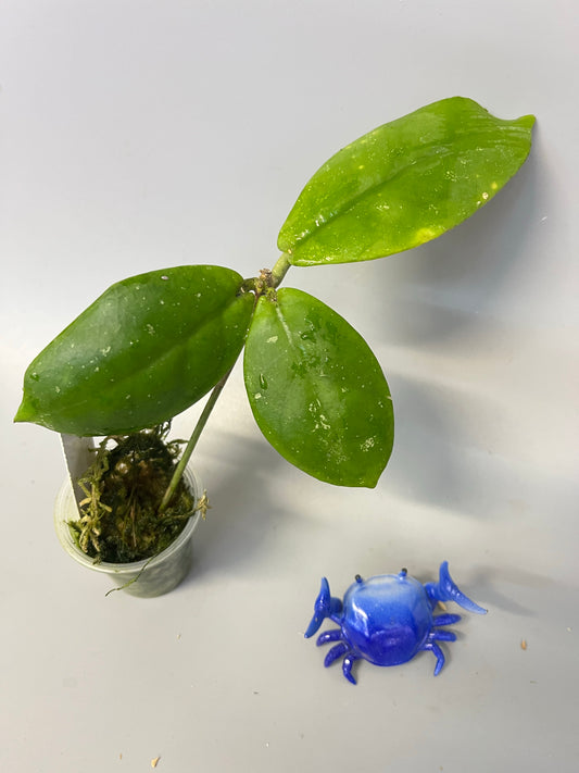 Hoya mitrata with splash - has some roots