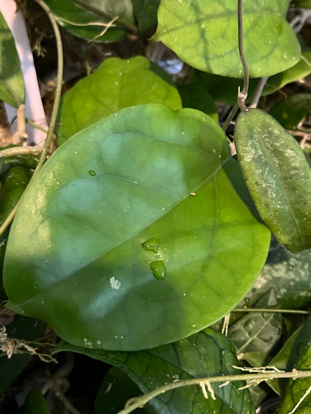 Hoya epc 1015 -  fresh cut - 1 leaf / 1 node - unrooted