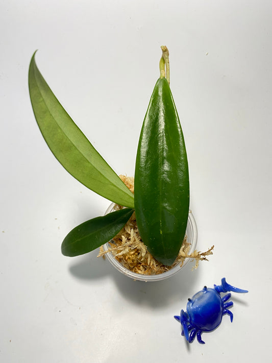 Hoya sp Burma  - unrooted