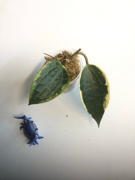 Hoya macrophylla variegata