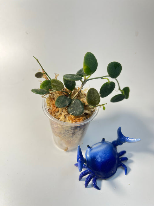 Hoya serpens -  Unrooted