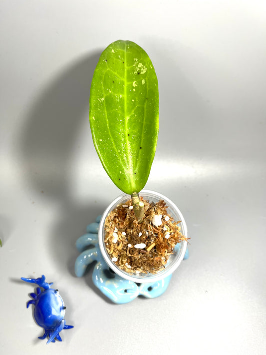 Hoya sp quang tri - Unrooted