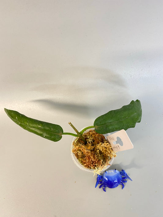 Hoya kaimuki - active growth, (H macgillivrayi X H archboldiana) Big Flowers