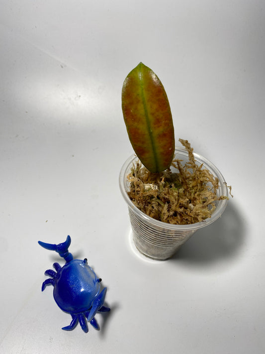 Hoya gunung gading - Unrooted