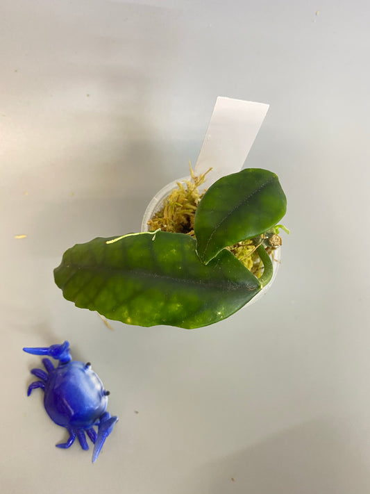 Hoya villosa cao dang / Cao bang- actively growing