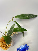 Hoya scortechinii pink UT001- unrooted