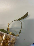 Hoya sigillatis - Unrooted