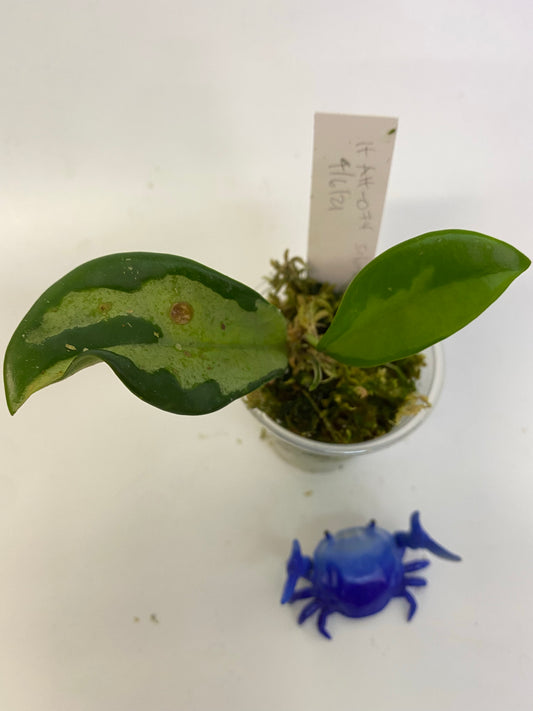 Hoya AH-074 silver clone- active growth