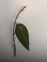 Hoya caudata Sumatra with some roots.