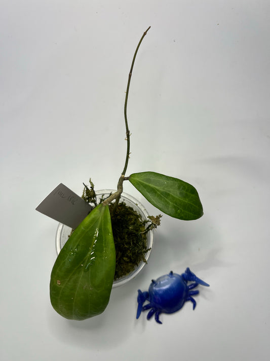 Hoya sp MPR IML 1866 - active growth